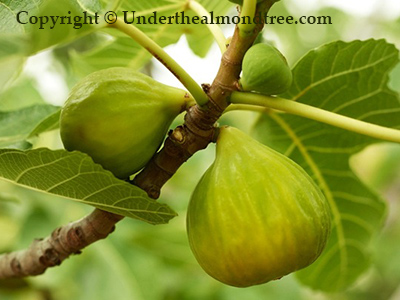 Figs in Pantelleria, Italy